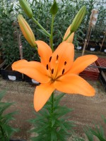 [5023 Bariton No01.JPG]